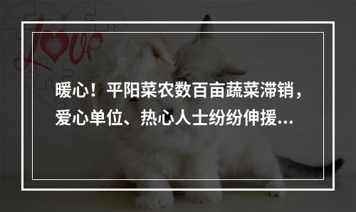 暖心！平阳菜农数百亩蔬菜滞销，爱心单位、热心人士纷纷伸援手