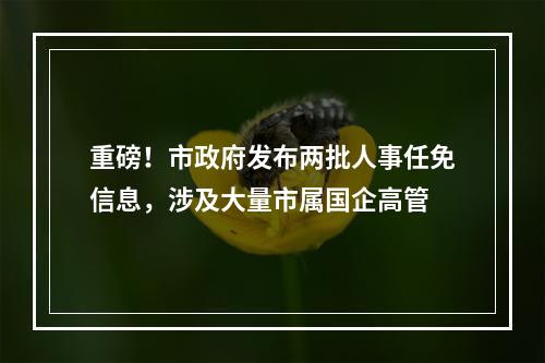 重磅！市政府发布两批人事任免信息，涉及大量市属国企高管