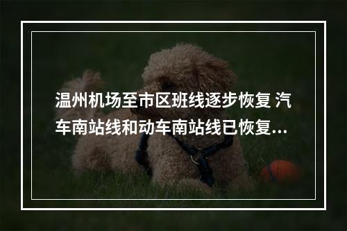 温州机场至市区班线逐步恢复 汽车南站线和动车南站线已恢复运营