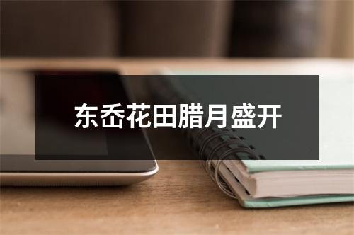 东岙花田腊月盛开