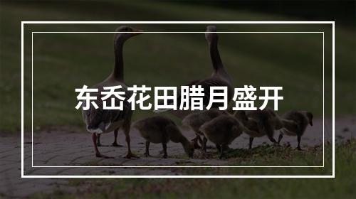 东岙花田腊月盛开