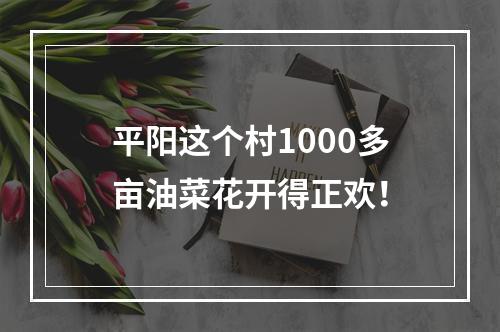 平阳这个村1000多亩油菜花开得正欢！