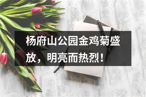 杨府山公园金鸡菊盛放，明亮而热烈！