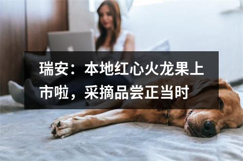 瑞安：本地红心火龙果上市啦，采摘品尝正当时