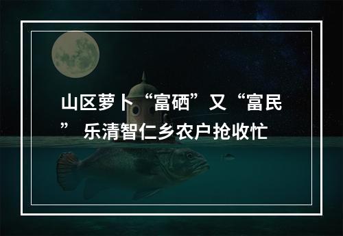 山区萝卜“富硒”又“富民” 乐清智仁乡农户抢收忙