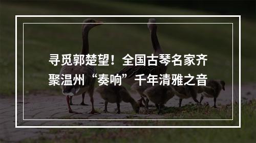 寻觅郭楚望！全国古琴名家齐聚温州“奏响”千年清雅之音