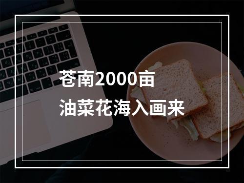 苍南2000亩油菜花海入画来