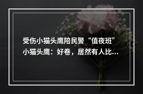 受伤小猫头鹰陪民警“值夜班” 小猫头鹰：好卷，居然有人比我更懂熬夜