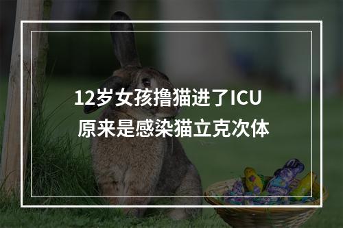 12岁女孩撸猫进了ICU 原来是感染猫立克次体