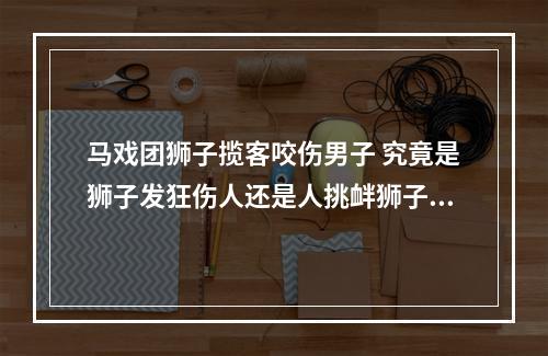 马戏团狮子揽客咬伤男子 究竟是狮子发狂伤人还是人挑衅狮子？