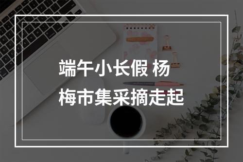 端午小长假 杨梅市集采摘走起