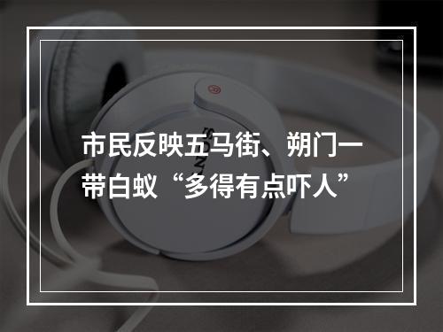 市民反映五马街、朔门一带白蚁“多得有点吓人”