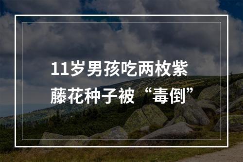 11岁男孩吃两枚紫藤花种子被“毒倒”