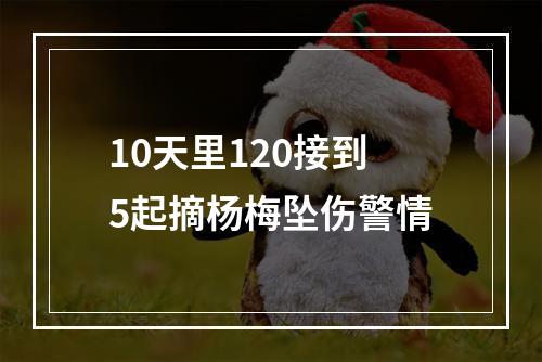 10天里120接到5起摘杨梅坠伤警情
