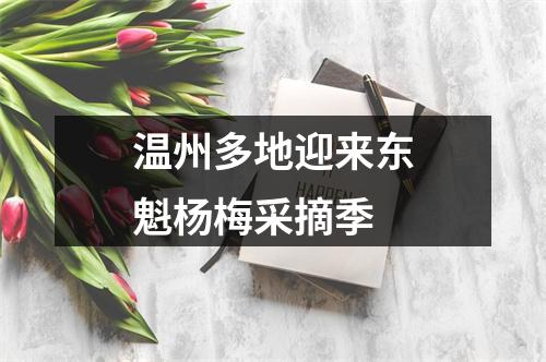 温州多地迎来东魁杨梅采摘季