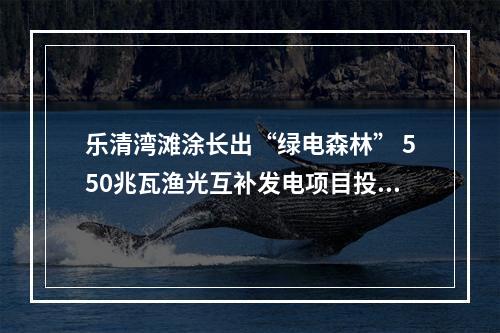 乐清湾滩涂长出“绿电森林” 550兆瓦渔光互补发电项目投运