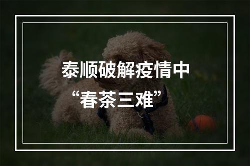 泰顺破解疫情中“春茶三难”