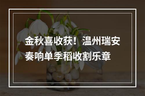 金秋喜收获！温州瑞安奏响单季稻收割乐章