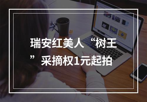 瑞安红美人“树王”采摘权1元起拍