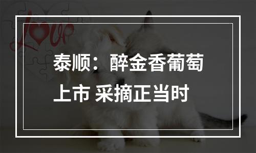 泰顺：醉金香葡萄上市 采摘正当时