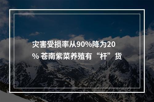 灾害受损率从90%降为20% 苍南紫菜养殖有“杆”货
