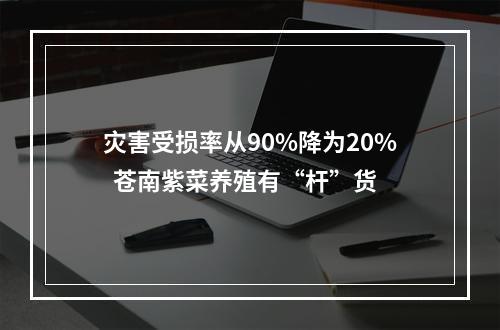 灾害受损率从90%降为20%  苍南紫菜养殖有“杆”货