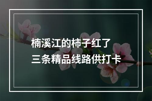 楠溪江的柿子红了  三条精品线路供打卡