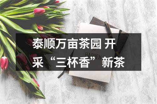 泰顺万亩茶园 开采“三杯香”新茶