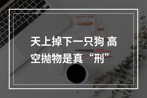天上掉下一只狗 高空抛物是真“刑”