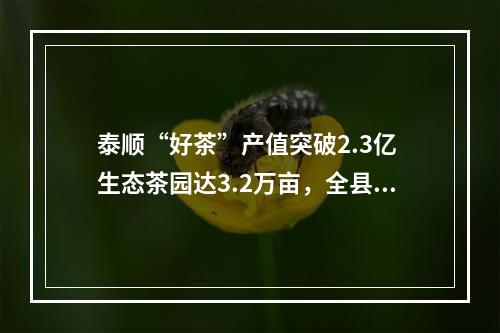 泰顺“好茶”产值突破2.3亿 生态茶园达3.2万亩，全县良种覆盖率达75%