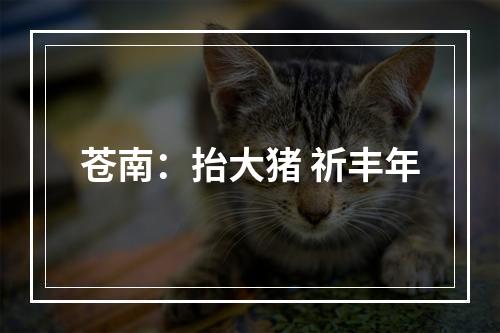 苍南：抬大猪 祈丰年