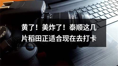 黄了！美炸了！泰顺这几片稻田正适合现在去打卡
