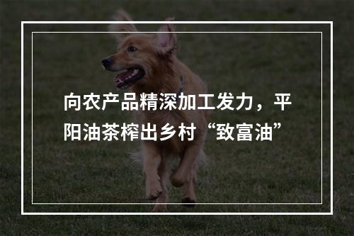 向农产品精深加工发力，平阳油茶榨出乡村“致富油”