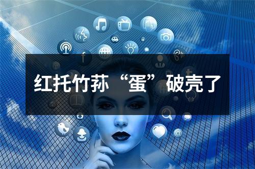 红托竹荪“蛋”破壳了