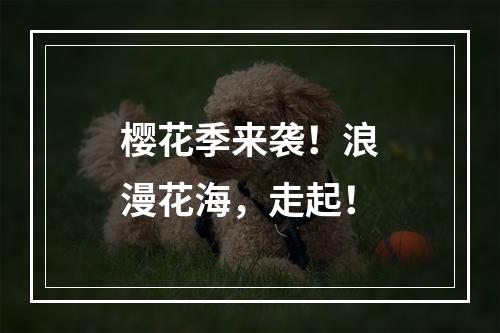 樱花季来袭！浪漫花海，走起！