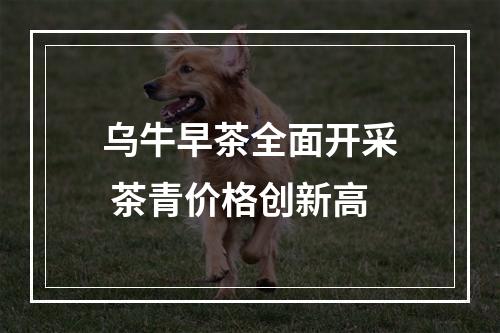 乌牛早茶全面开采 茶青价格创新高
