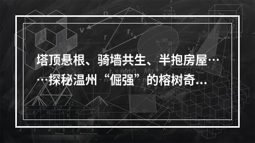 塔顶悬根、骑墙共生、半抱房屋……探秘温州“倔强”的榕树奇观