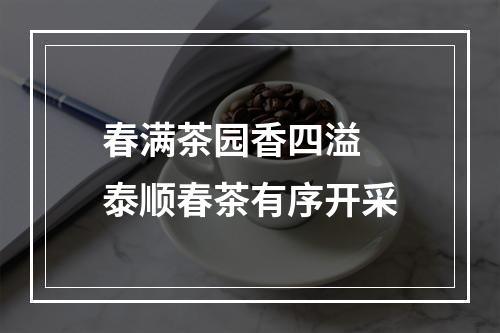 春满茶园香四溢 泰顺春茶有序开采