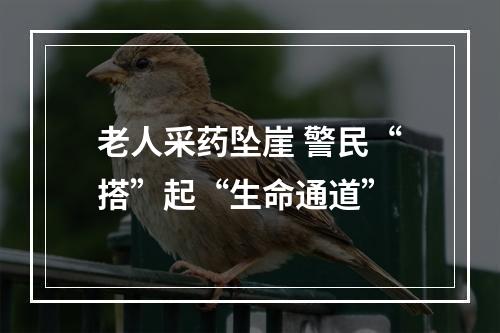 老人采药坠崖 警民“搭”起“生命通道”