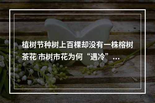 植树节种树上百棵却没有一株榕树茶花 市树市花为何“遇冷”？