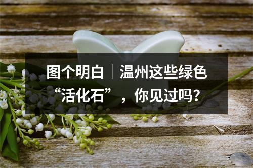 图个明白｜温州这些绿色“活化石”，你见过吗？