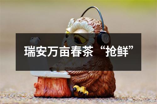 瑞安万亩春茶“抢鲜”