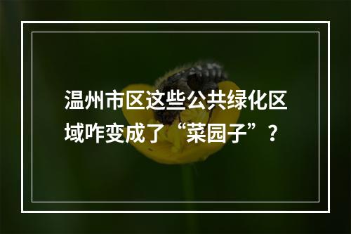 温州市区这些公共绿化区域咋变成了“菜园子”？