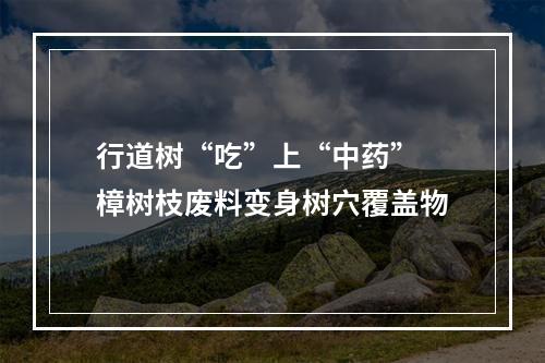行道树“吃”上“中药” 樟树枝废料变身树穴覆盖物