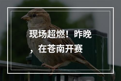 现场超燃！昨晚，在苍南开赛