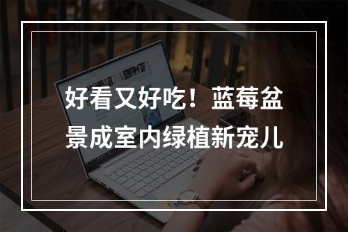 好看又好吃！蓝莓盆景成室内绿植新宠儿