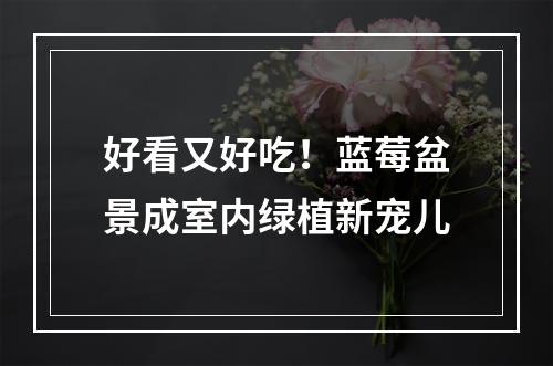 好看又好吃！蓝莓盆景成室内绿植新宠儿