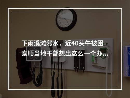 下雨溪滩涨水，近40头牛被困 泰顺当地干部想出这么一个办法……