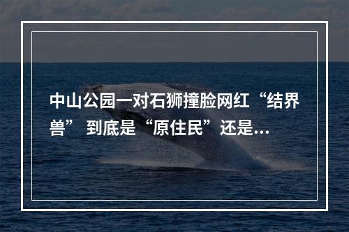 中山公园一对石狮撞脸网红“结界兽” 到底是“原住民”还是“外来客”？