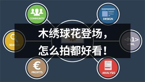 木绣球花登场，怎么拍都好看！